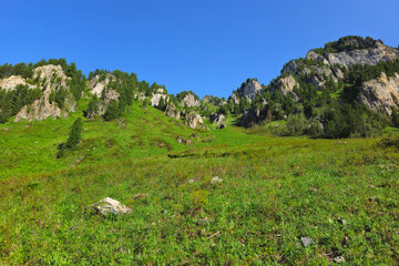sunlit lush alpine flora on hill