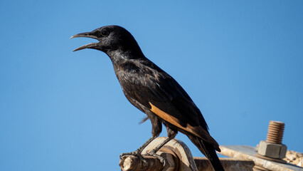 Obraz premium Tristram's starling calling while perched on a metal structure against blue sky 
