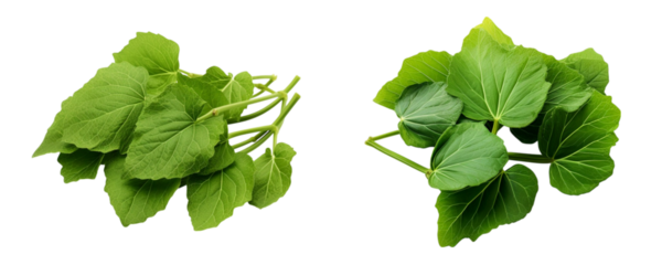 Kudzu isolated on transparent background.