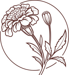 Elegant Line Art Marigold Flower Illustration
