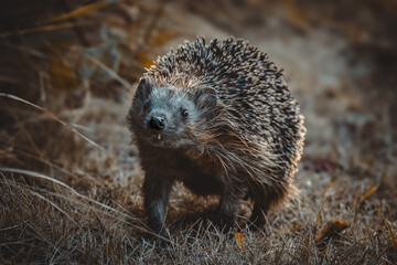 Igel.
Ein Igel ist ein Säugetier, das in Deutschland weit verbreitet ist und zur Familie der Igel...