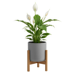 Beautiful peace lily plant with white flowers in a modern gray pot on a wooden stand isolated on transparent background