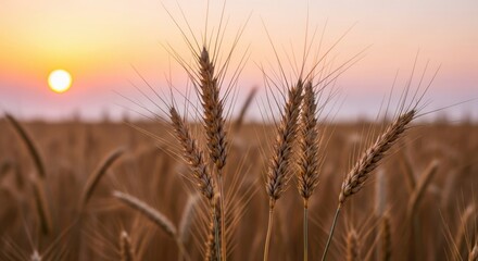 The sun sets over a golden wheat field in the countryside