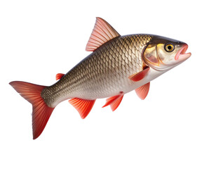 Obraz premium Rohu Fish Jumping Out of Water with Splash Effect, isolated on a transparent background
