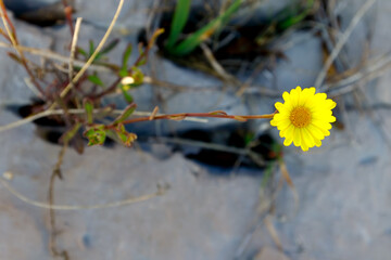 yellow flower on the ground