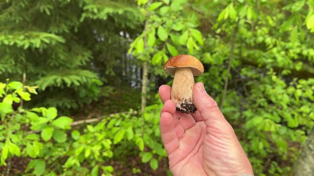 mushroom picker holding king bolete mushroom in forest
