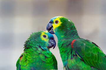 blue and yellow macaw ara