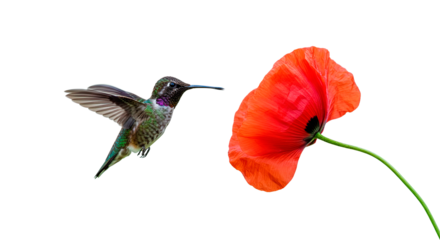 Hummingbird approaching a bright red poppy with a black background.