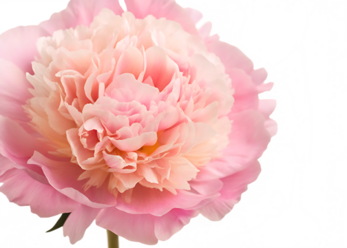 peony flower close up marco good for design isolated on white background PNG ,AI GENERATED