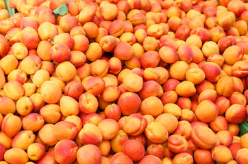 View of a variety of fresh ripe orange apricots for sale at a farmers market