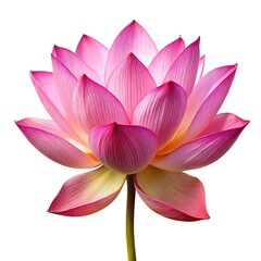 A vibrant pink lotus flower blooms isolated on white background, showcasing its delicate petals