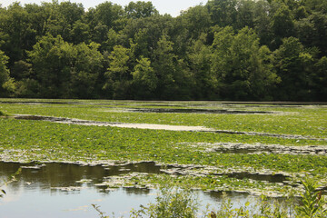 Lily Pad Pond