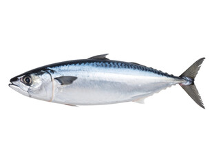 Fototapeta premium Whole Fresh Bain Fish with Shiny Scales, isolated on a transparent background