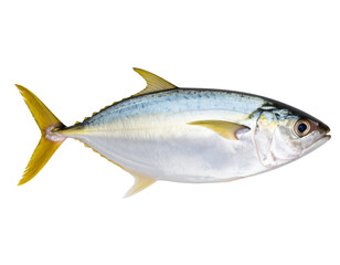 Obraz premium Whole Fresh Ayer Fish with Shiny Scales, isolated on a transparent background