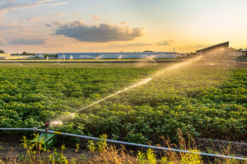 Mehrere Sprinkleranlagen bewässern ein intensiv genutztes Gemüsefeld