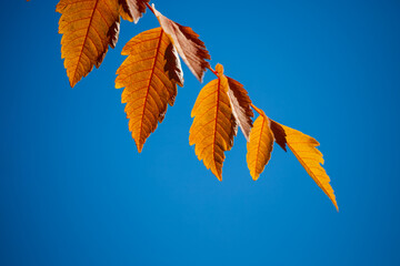 Golden Autumn Leaves Against a Clear Blue Sky