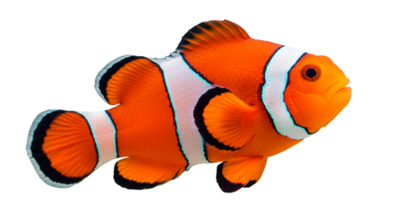 Striking close-up of an orange and white clownfish, isolated against black.