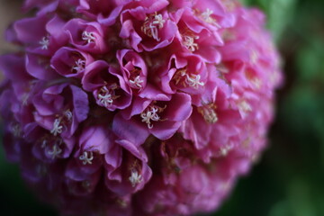 Dombeya wallichii - Astrap&eacute;ia
