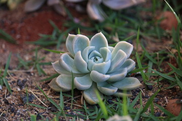 Suculentas