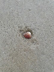 A small, ridged seashell lies partially embedded in wet, textured beach sand, with ripples radiating around it.