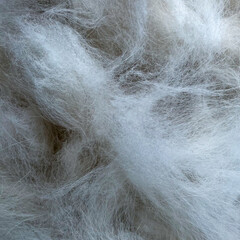 Close-up of fluffy white undercoat from Alabai dog after grooming, natural fiber texture background