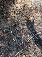 Shadow of human hand on forest floor covered with pine needles leaves and sticks in natural sunlight conceptual depiction of nature and man