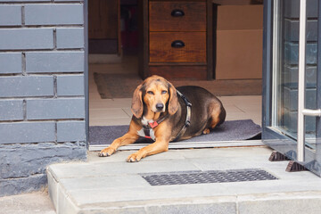 A dog on the doorstep of a store