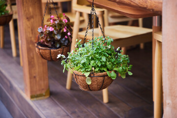 Potted plant, outdoor space decoration