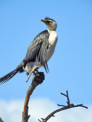 Little Pied Cormorant Perched on a Branch