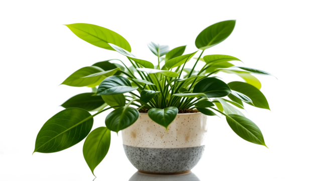 High-quality image of a lush green indoor palm plant placed in a stylish black designer pot. The plant features long, pointed, tropical-style leaves, making it perfect for home or office décor