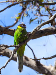 Australian Ringneck Parrot Perched in Tree