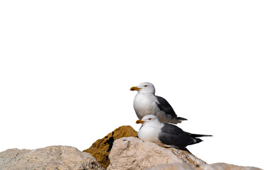 seagulls isolated on transparent background