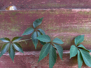 Green leaves of climbing plant on aged red wooden fence with knot hole and mossy texture