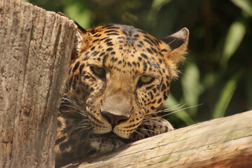 close up of a leopard