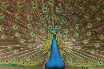peacock with feathers out