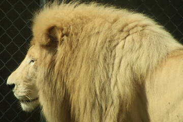 portrait of a lion