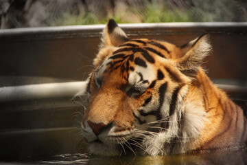 tiger in the water