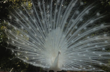 White Peacock Displaying