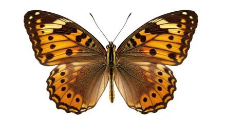 Detailed Butterfly Wings with Orange, Brown, and Black Spots on White Background