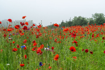 Field of Red Poppies on Misty Morning