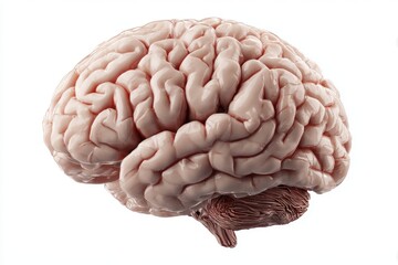 Detailed 3d render of a human brain showing intricate gyri and sulci on a white background