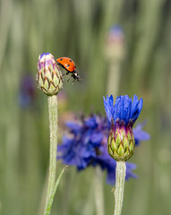 Ladybug on a Flower Bud