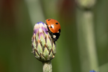 Ladybug on a Flower Bud