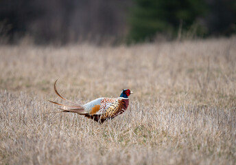 Ring Necked Pheasant