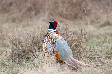 Ring Necked Pheasant