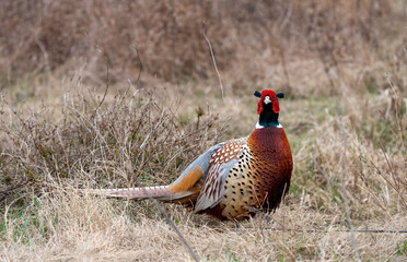 Ring Necked Pheasant