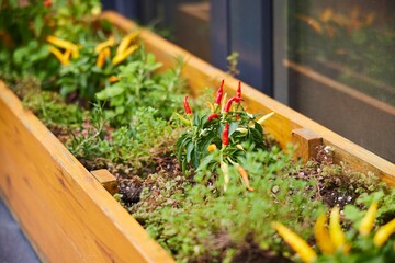 A flowerbed with planted hot peppers