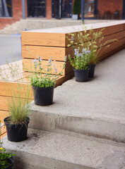 Potted plant, outdoor space decoration
