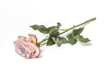 rose on white background