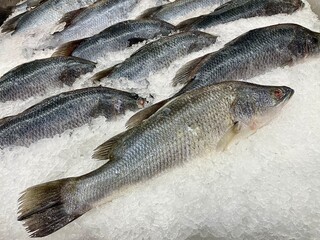 Fresh whole fish, likely barramundi or sea bass, are laid out on a bed of ice, ready for sale at a market or supermarket.